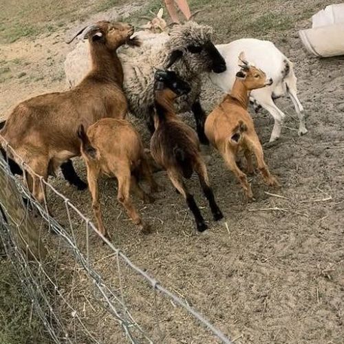 A herd of goats on the farm