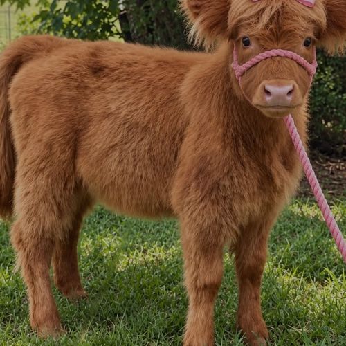 A fluffy Highland calf with a pink bow