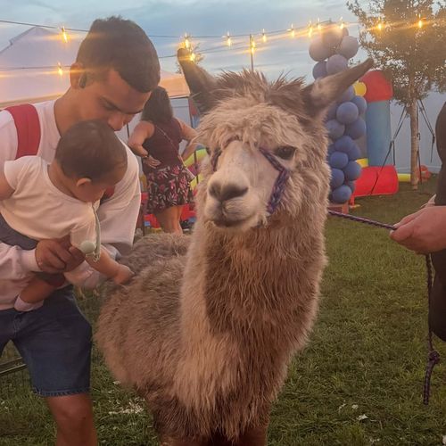 A llama meeting guests at a party
