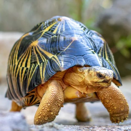 A tortoise with a patterned shell