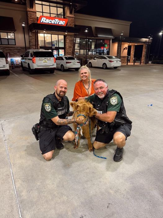 Sheriff's deputies kneeling with a Highland calf