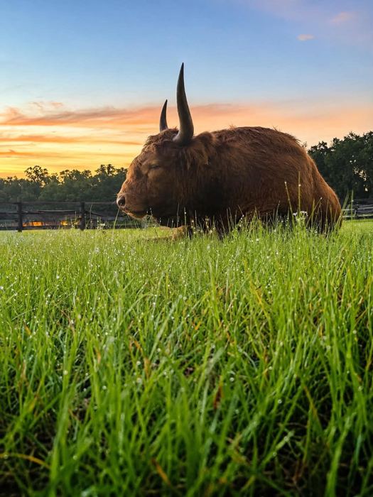 A Highland cow resting in tall grass at sunset