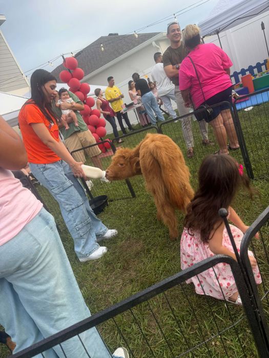 Kids bottle-feeding a Highland calf at a party