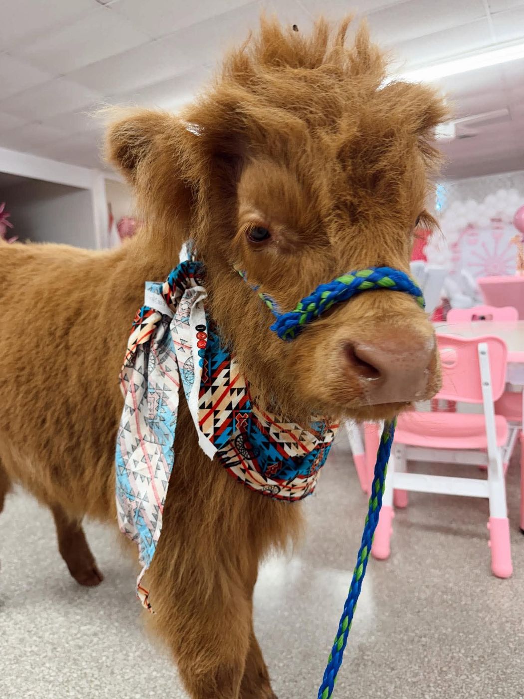 A fluffy Highland calf in a colorful bandana visiting an indoor birthday party