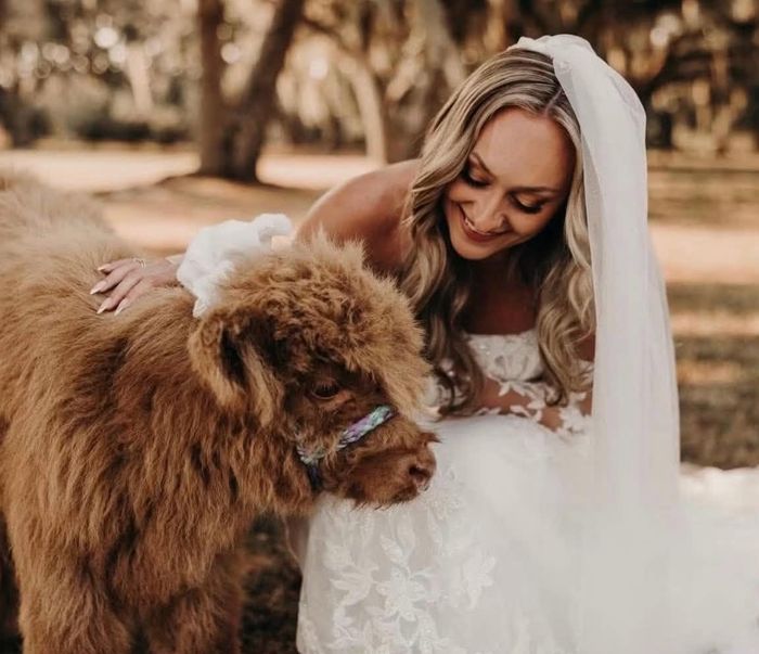 A bride cuddling a Highland calf
